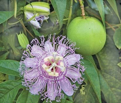 Passion Flower (Passiflora Incarnata) organically grown flower seeds ...