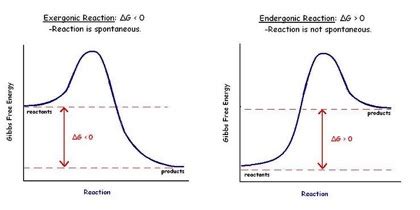 Exergonic Reaction | Definition, Processes & Examples - Lesson | Study.com