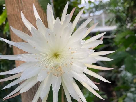 Watch First Time-Lapse Footage of a Rare Moonflower Cactus Blossoming ...