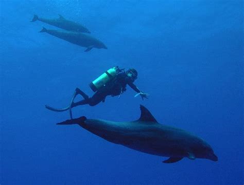 Dolphin Habitat and Distribution