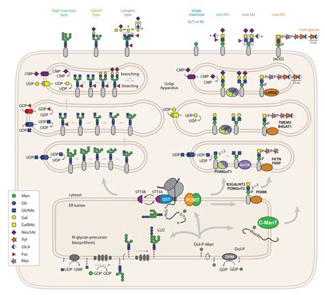 Glycobiology – FOR 2509