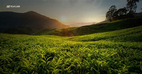 5 of the Most Charming Darjeeling Tea Gardens in the World