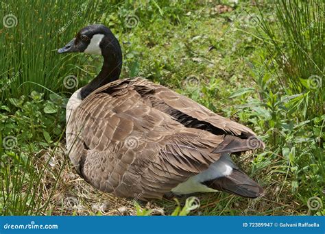 Canada Goose Hatching Her Eggs in the Nest Stock Image - Image of ...