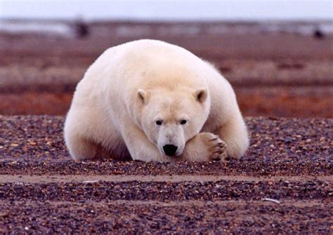 Hairless Polar Bear