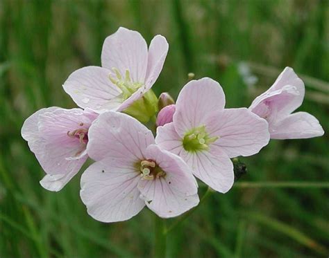 Caithness CWS - Nature - Plants in Caithness - Ken Butlers Botanical ...