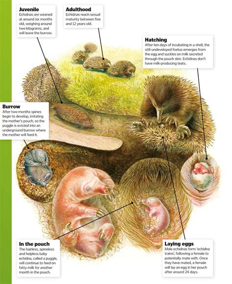 Hatching Mammal Eggs - How It Works | Everand