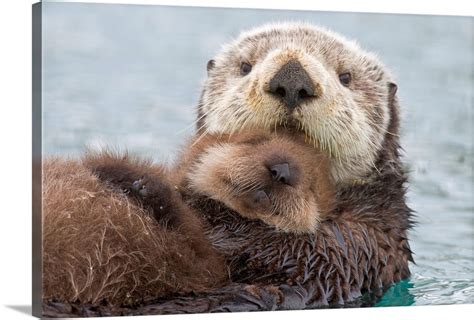 Female Sea otter holding newborn pup out of water, Prince William Sound ...