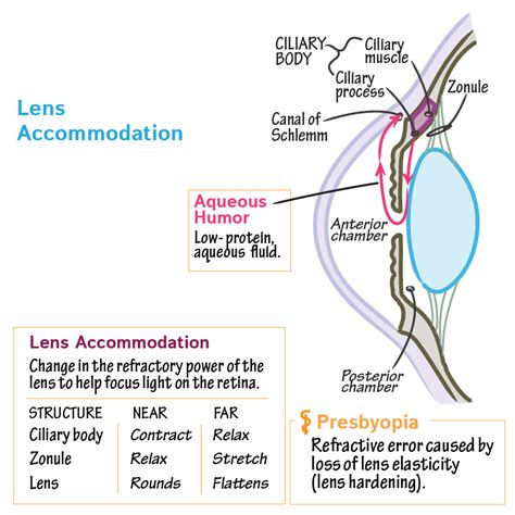 Physiology Glossary: Focusing Light on the Retina & Aqueous Humor Flow ...