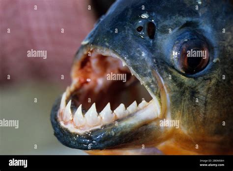 AMAZON, SHARP TEETH OF A PIRANHA, ONE OF THE NUMEROUS SPECIES OF FISH ...