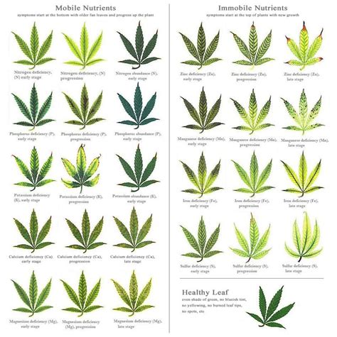 Cannabis Deficiency Chart: Symptoms And Solutions