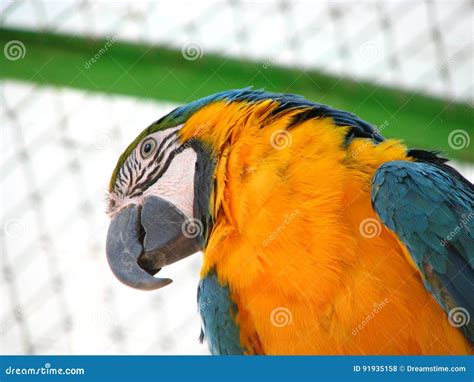 Parrot Cockatoo stock photo. Image of bright, plumage - 91935158