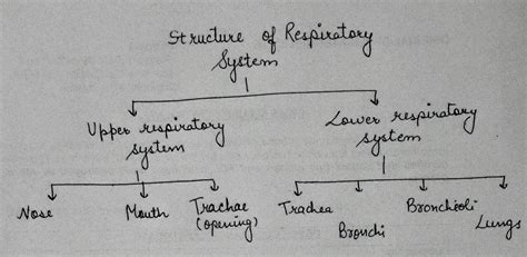 Structure and functions of respiratory system in a flow chart - Science ...