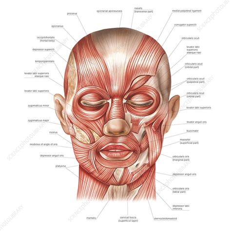 Muscles Of The Head Laminated Anatomy Chart Head Anatomy Human Body ...