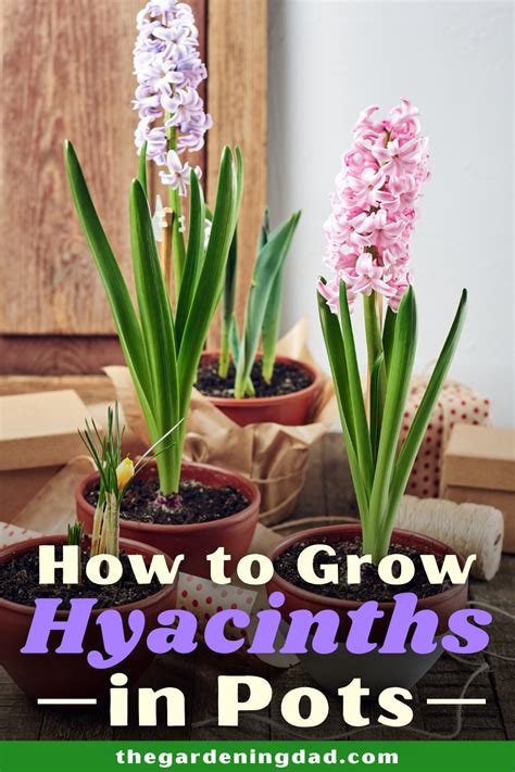 How to Grow Hyacinths for Beginners | Hyacinth plant, Hyacinth flowers ...