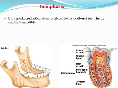 39 Awesome What Is A Gomphosis - insectza