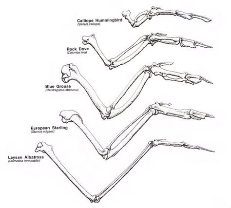 Pin on Hummingbird wing general info | Wing anatomy, Bird wings, Wings ...