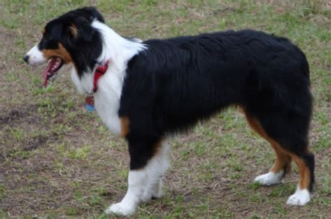 Herding Dog Breeds - Dogs Australia