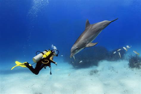 Bahamas Diving & Snorkeling Reviews | U.S. News Travel