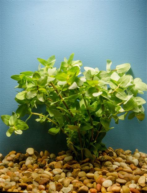 Lemon Bacopa Caroliniana Aquarium Plant – TK Aquatics