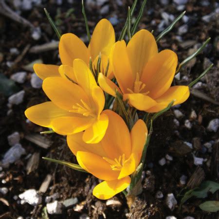 Yellow Crocus:Crocus Bulbs: Tulips.com