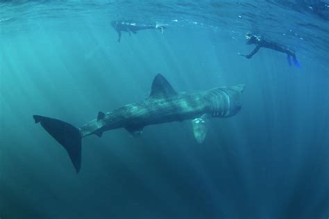 Biology: Basking Shark: Level 1 activity for kids | PrimaryLeap.co.uk