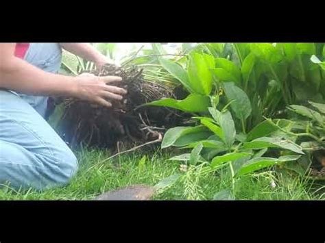 Russian Comfrey Harvesting Root Cuttings, Crowns, and Leaves - The ...