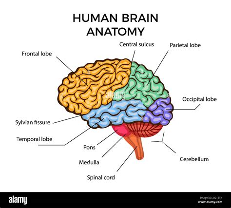 Human brain anatomy infographics diagram with sections and text ...