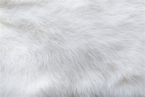 29,984 White Fur Texture Stock Photos - Free & Royalty-Free Stock ...