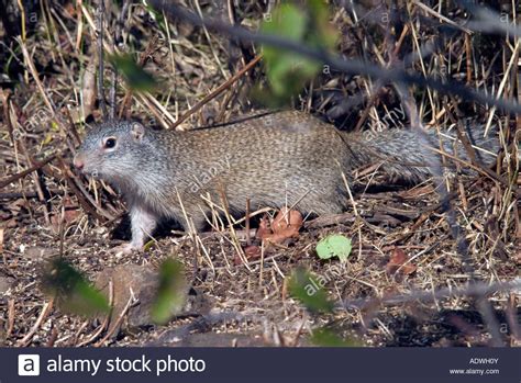 Franklin's ground squirrel. ( Spermophilus franklinii) | Ground ...