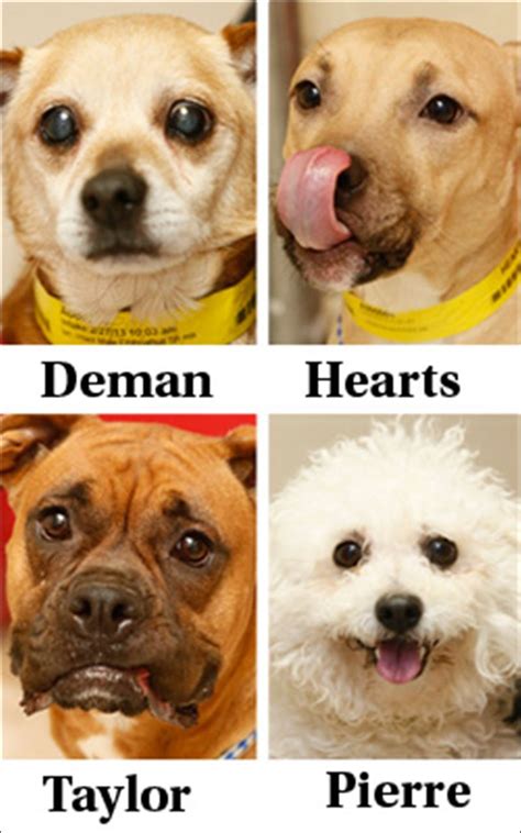 Lucas County dogs for adoption: 3/22 - Toledo Blade