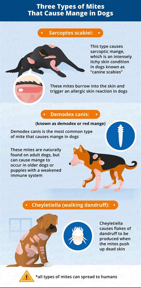 Mange in Dogs: Causes, Symptoms, & Treatment | Canna-Pet®