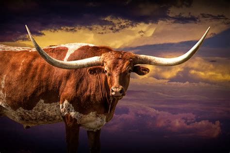 Texas Longhorn, Longhorn Steer, Western Sunset, Cattle Drive, Cattle ...