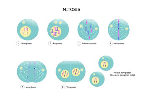 Etapas De La Mitosis Desde La Interfase La Profase Y La Prometafase ...