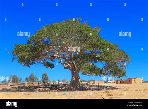 Warka (wild fig tree), Degum village, Tigray region, Ethiopia Stock ...