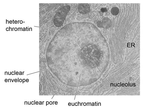 Cell Nucleus - function, structure, and under a microscope - Rs ...