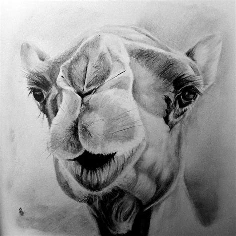 Camel Pencil Sketch: Unveiling the Beauty and Majestic Presence of ...