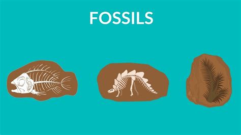 How Is This Fossil Different From Fossils Of Preserved Remains? The 11 ...