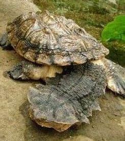 Mata Mata Turtle - Wildlife Facts