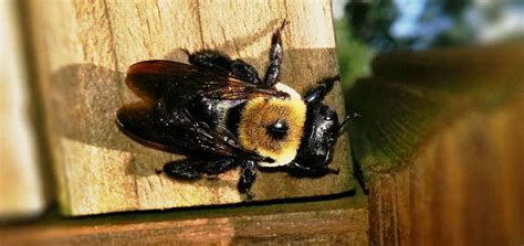 Do Carpenter Bees Sting? | BeehiveHero