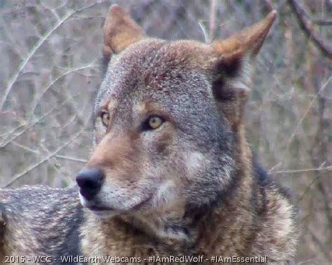 Red wolf at Wolf Conservation Center, a Red Wolf Species Survival Plan ...