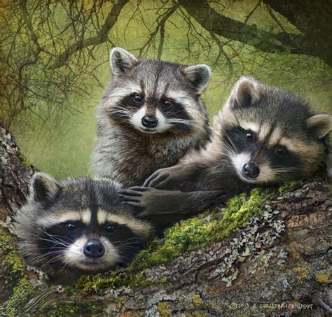 baby raccoons full tableau: Photo by Photographer R Christopher Vest ...