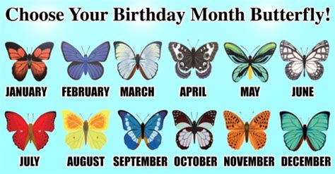 Find Out What Your Birth Month Butterfly Reveals About You