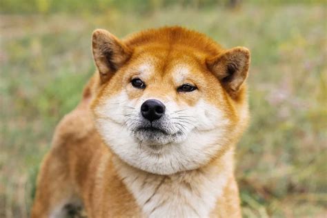 Shiba Inu