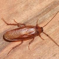 Wood Cockroaches | Economy Exterminators