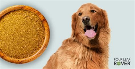 Curcumin has great benefits for your dog … but only if it’s the real thing!