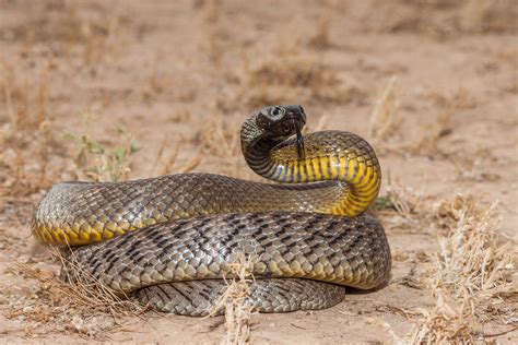 Nag Panchami 2020 Nag Panchami: Which are the deadliest snakes in the ...