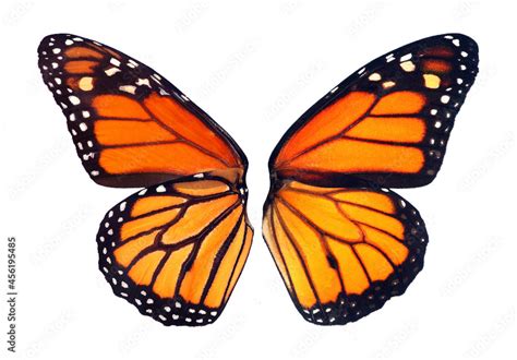 monarch butterfly wings isolated on white for design. the front and ...