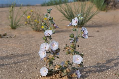 Plants of the Gobi Desert