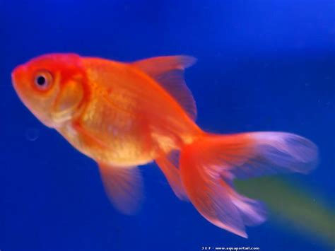 Poisson rouge: aquarium, alimentation, reproduction