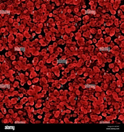 Isotonic Red Blood Cells Under Microscope